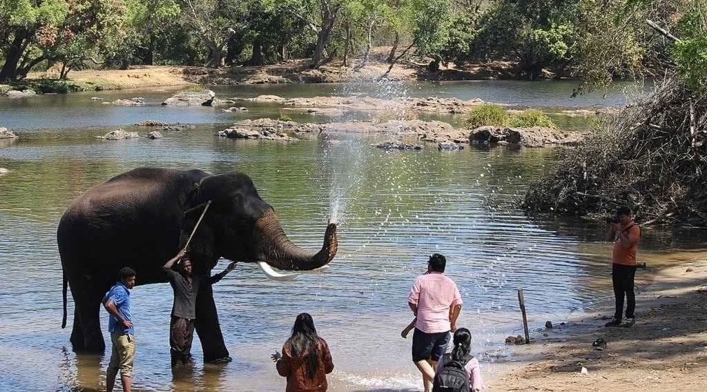 Dubare Elephant Camp