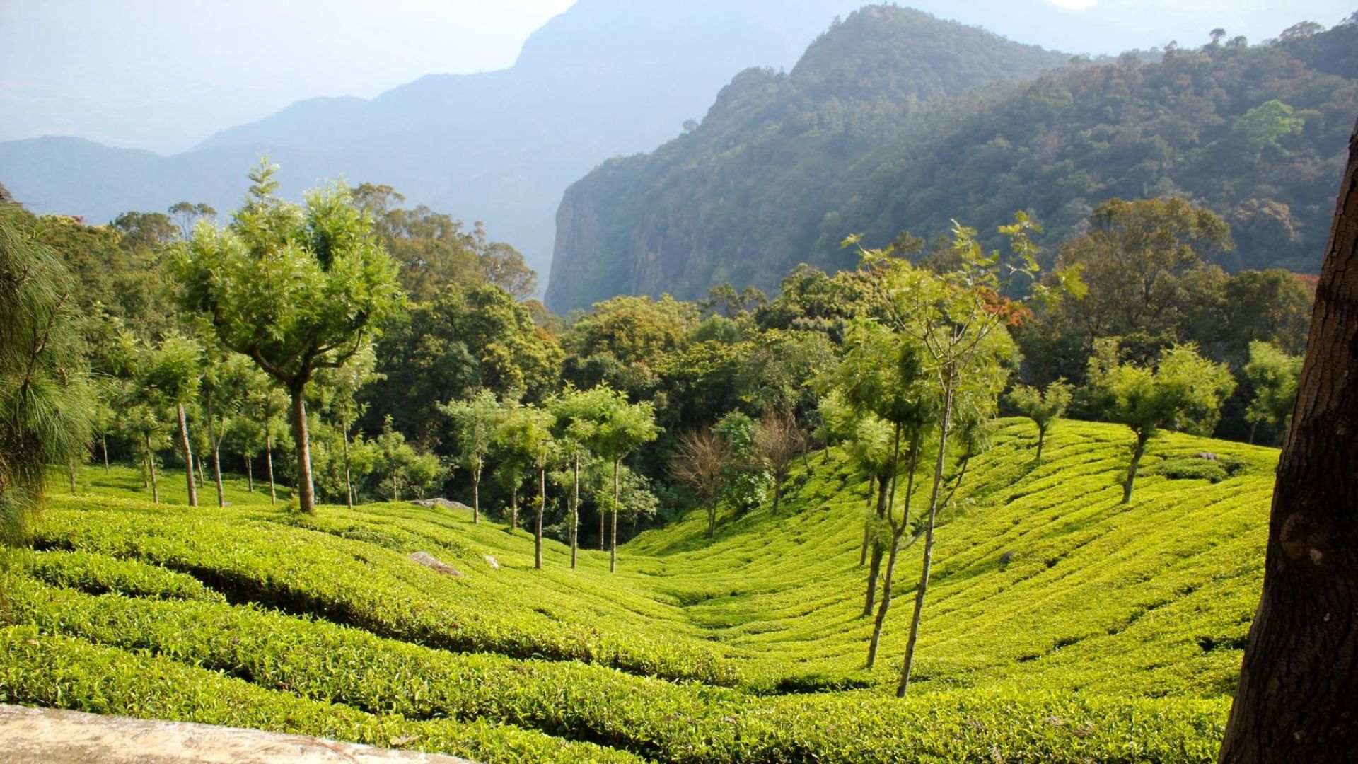 coorg-tours-from-mangalore